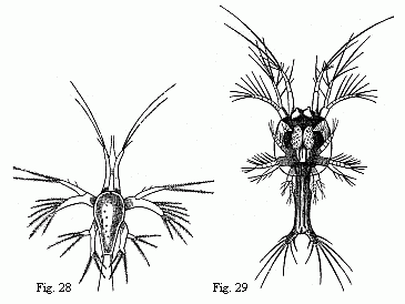 Fig. 28. Nauplius of
a Prawn, magnified. Fig. 29. Young Zoëa of the same Prawn, magnified.