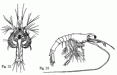 Fig. 32. Youngest
(observed) Zoëa of another Prawn. The minute buds of the third pair of
maxillipedes are visible. The formation of the abdominal segments has
commenced. Paired eyes still wanting. Magnified. Fig. 33. Older larva produced
from the Zoëa represented in Fig. 32. The last segment and the last two pairs
of feet of the middle-body are wanting. Magnified.