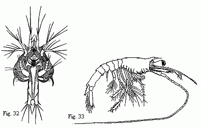 Fig. 32. Youngest
(observed) Zoëa of another Prawn. The minute buds of the third pair of
maxillipedes are visible. The formation of the abdominal segments has
commenced. Paired eyes still wanting. Magnified. Fig. 33. Older larva produced
from the Zoëa represented in Fig. 32. The last segment and the last two pairs
of feet of the middle-body are wanting. Magnified.