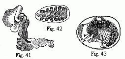 Fig. 41. Entoniscus
Cancrorum, female, magnified. Fig. 42. Cryptoniscus planarioides, female,
magnified. Fig. 43. Embryo of a Corophium, magnified.