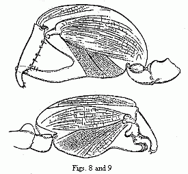 Figs. 8 and 9. The two
forms of the chelæ of the male of Orchestia Darwinii, magnified.