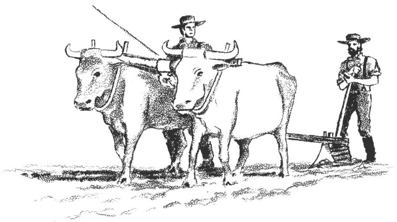 Plowing with a yoke of oxen