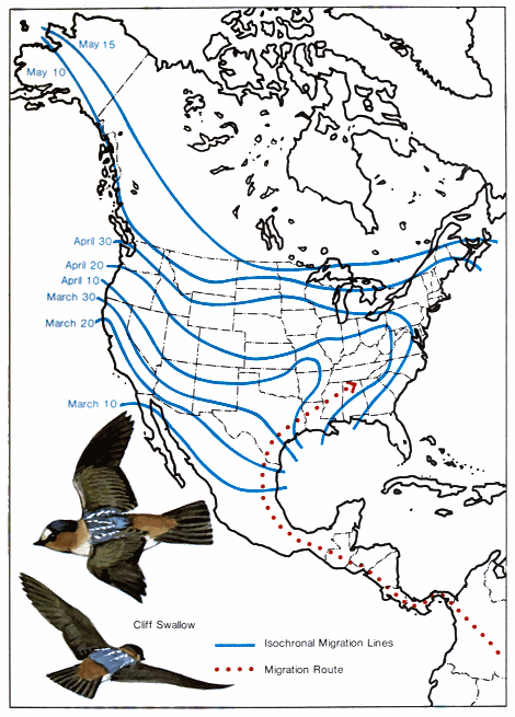 America's Birds of Prey Are Largely Doing OK, With Notable Exceptions - The  Allegheny Front