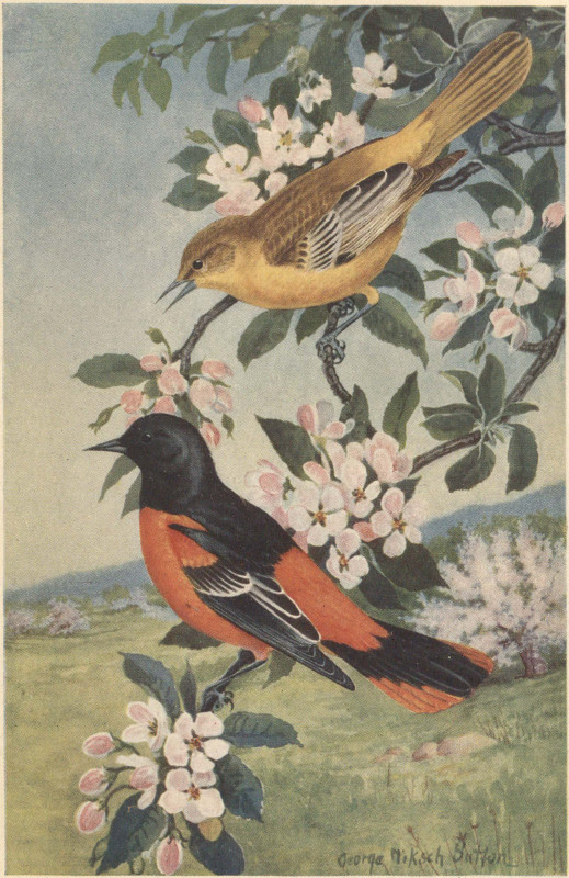 California Quail Partridge Audubon Bird Print Picture Poster Plate 128 
