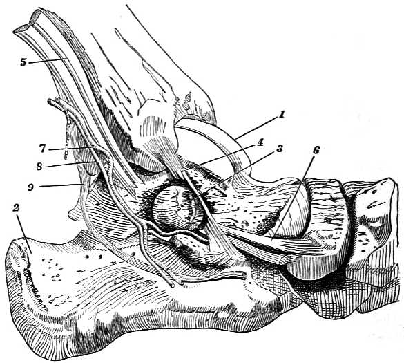 Ankle joint.