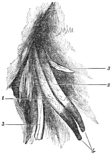 Axillary artery, vein, and nerves.