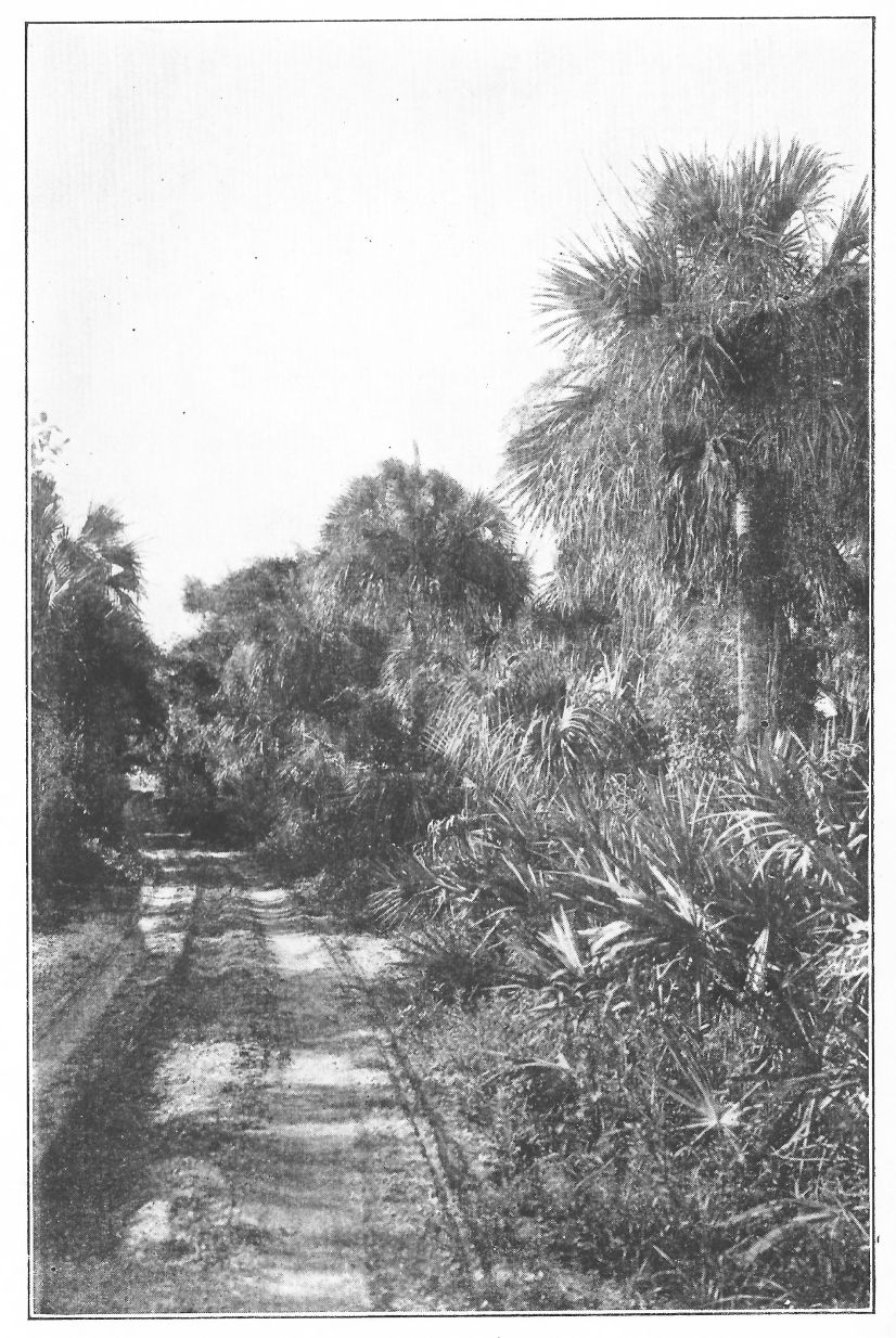 The Project Gutenberg eBook of Florida Trails, by Winthrop Packard.