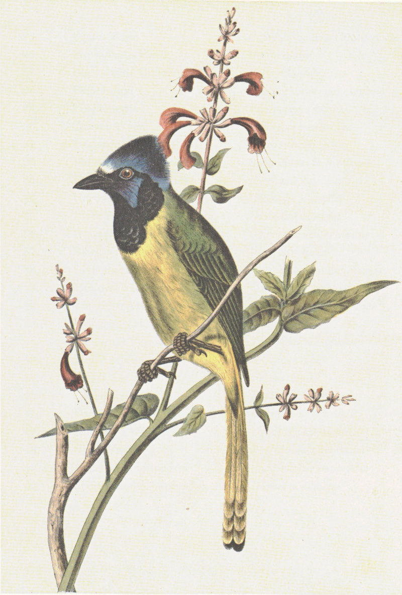 Illustrations of the Birds of California, Texas, Oregon, British