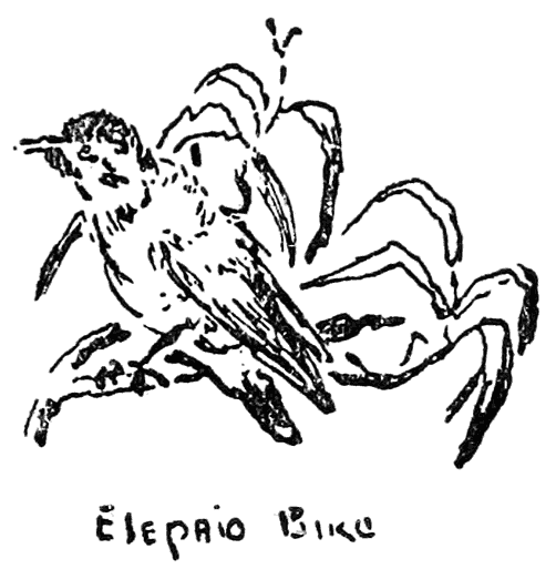 Elepaio Bird