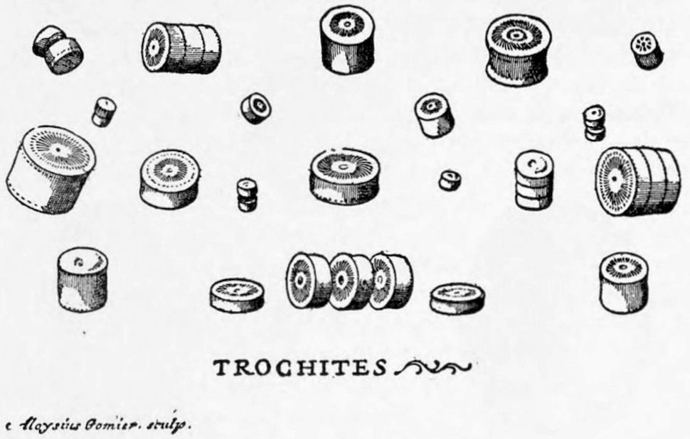 TROCHITES