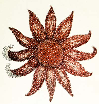 Sparkly Starfish Tea Infuser for Loose Leaf Tea Rhinestone 
