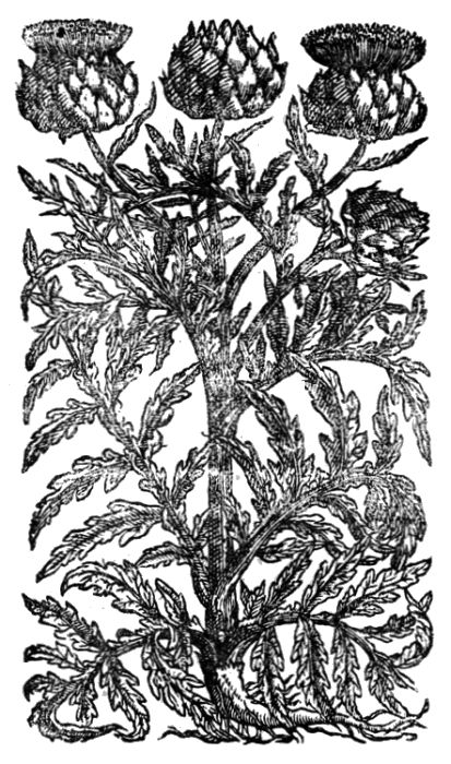 Les pois (pisum sativum) - Le potager ornemental de Catherine