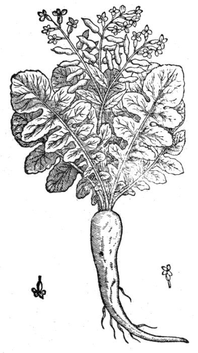 Le raifort - Tout sur le raifort (Raphanus rusticanus), histoire