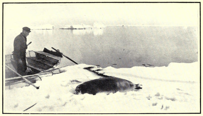 The Project Gutenberg eBook of Modern Whaling & Bear-Hunting, by