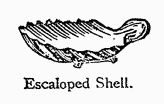 Escaloped Shell.