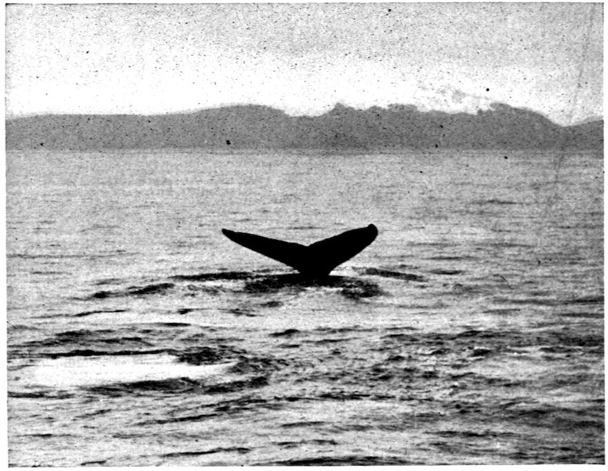 The Project Gutenberg eBook of Whale Hunting, by Roy Chapman Andrews