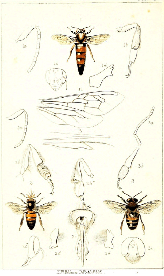 Insect nets - Collecting Methods - Mississippi Entomological Museum Home