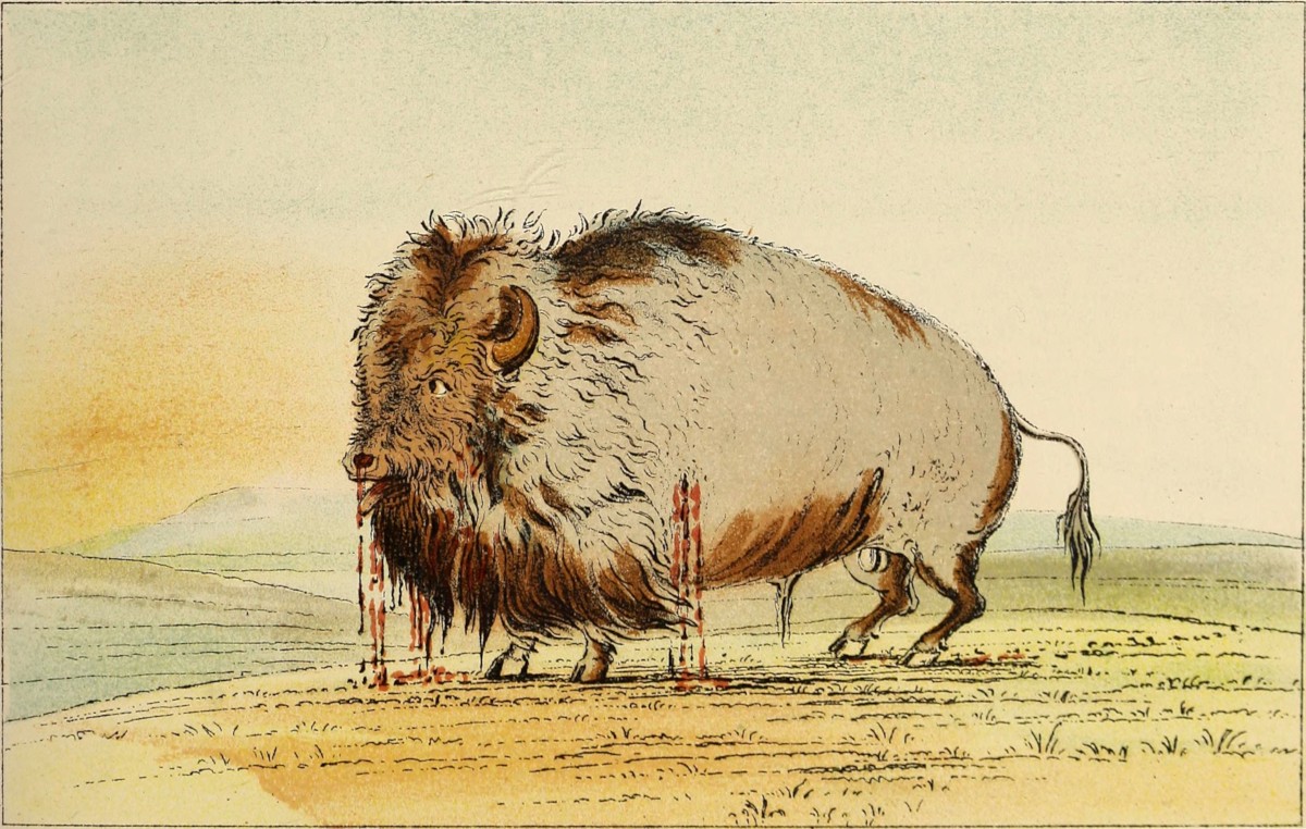 Wounded bull