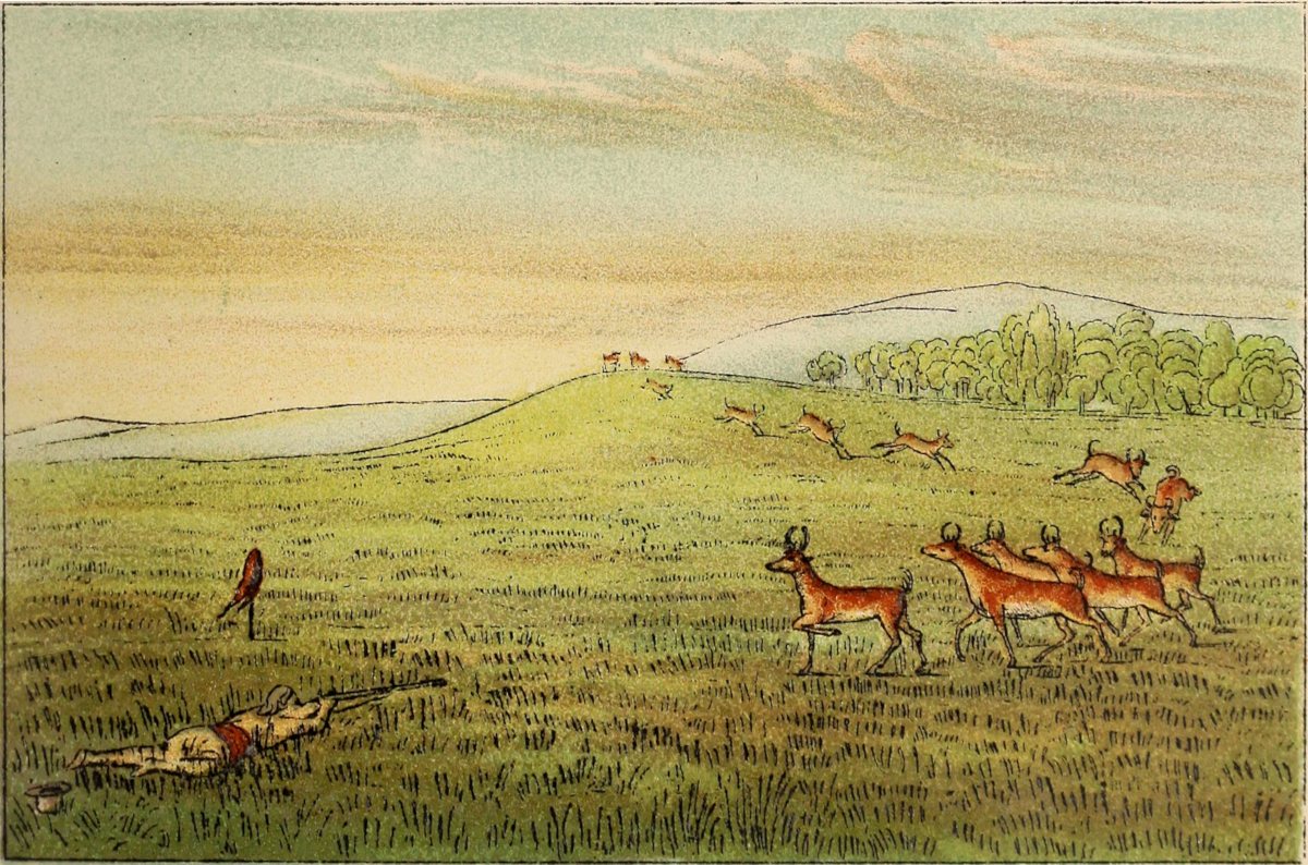 Shooting antelope