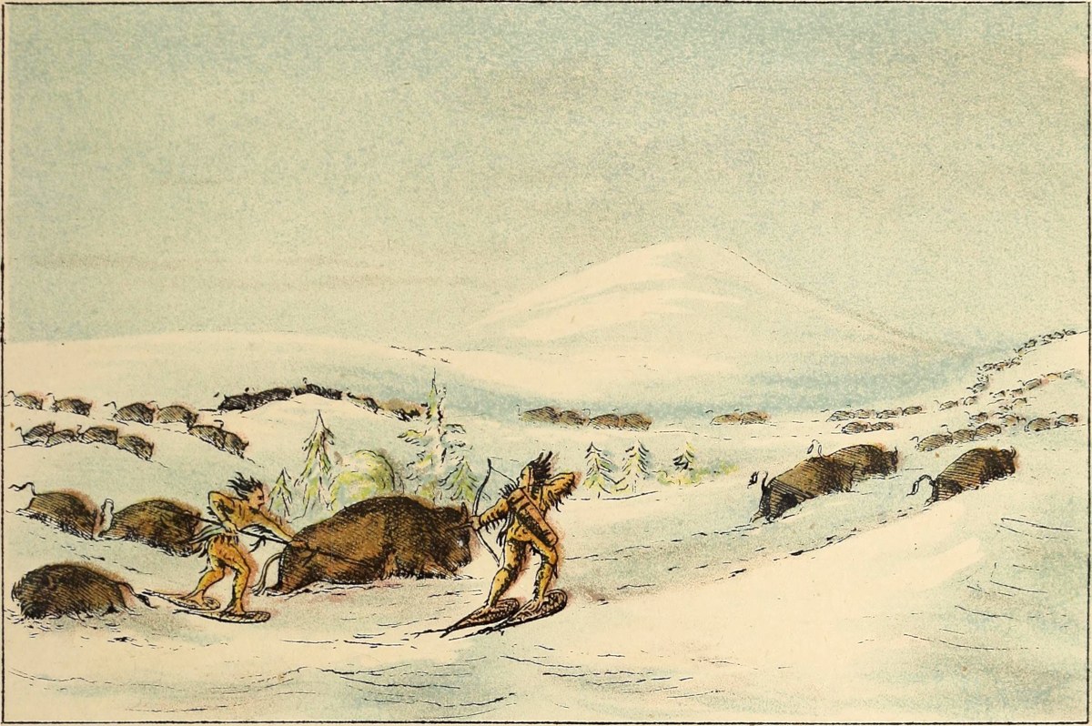 Buffalo hunt in snow