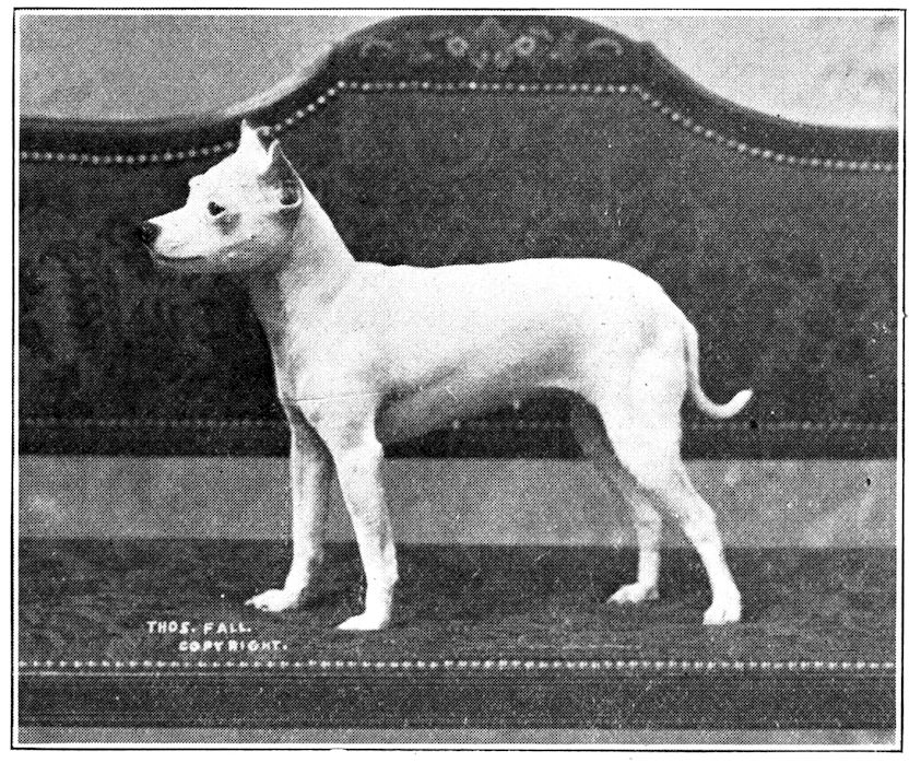 буль-энд-терьеры. староанглийский терьер. англ терьер. староанглийский белый терьер. гулл терьер.