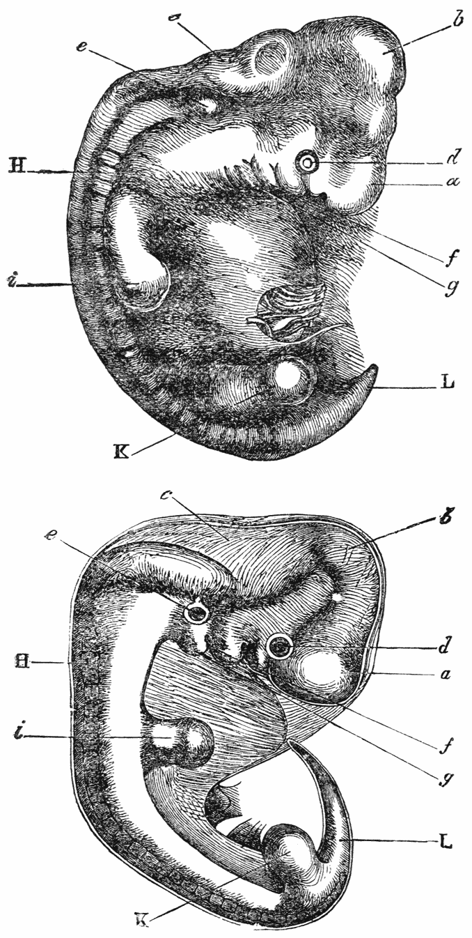 Fig. 1. Bovenste figuur menschelijke embryo, naar Ecker. Onderste figuur die van een hond, naar Bischoff.