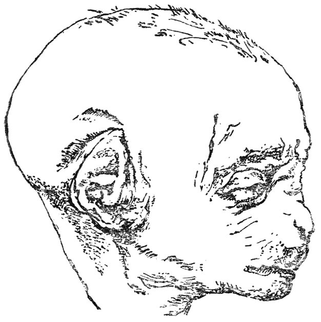 Fig. 3. Foetus van een orang. Nauwkeurige copie van een photogram, den vorm van het oor op dien vroegen leeftijd aantoonende.