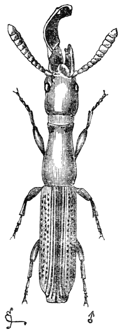 Fig. 25. Mannetje van Taphroderes distortus (zeer vergroot).