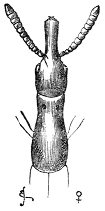 Fig. 26. Wijfje van Taphroderes distortus (zeer vergroot).