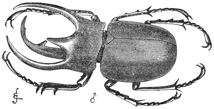 Fig. 37. Mannetje van Chalcosoma atlas (verkleind).