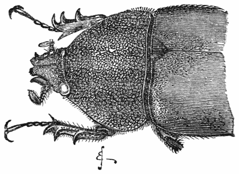 Fig. 38. Wijfje van Chalcosoma atlas (natuurl. grootte).