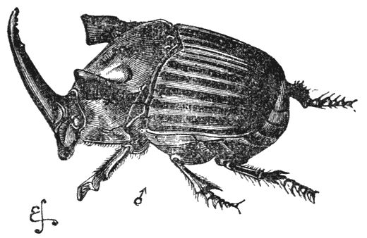 Fig. 41. Mannetje van Phanaeus faunus.