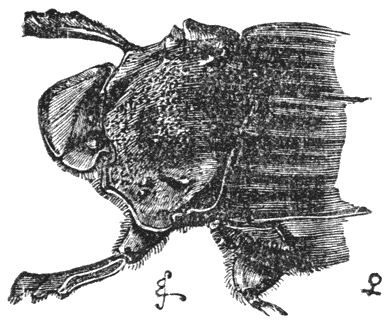 Fig. 42. Wijfje van Phanaeus faunus.