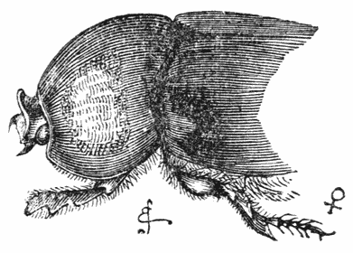 Fig. 44. Wijfje van Dipelicus cantori.