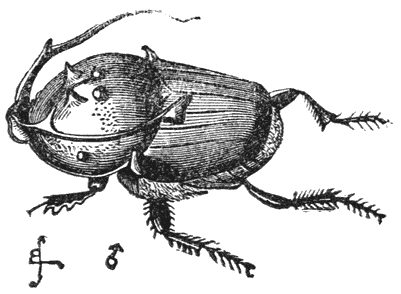 Fig. 45. Mannetje van Onthophagus rangifer, vergroot.