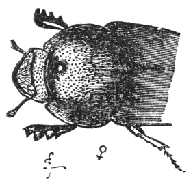 Fig. 46. Wijfje van Onthophagus rangifer, vergroot.