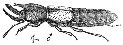 Fig. 50. Mannetje van Bledius taurus (vergroot).