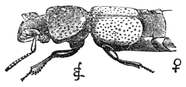 Fig. 51. Wijfje van Bledius taurus (vergroot).