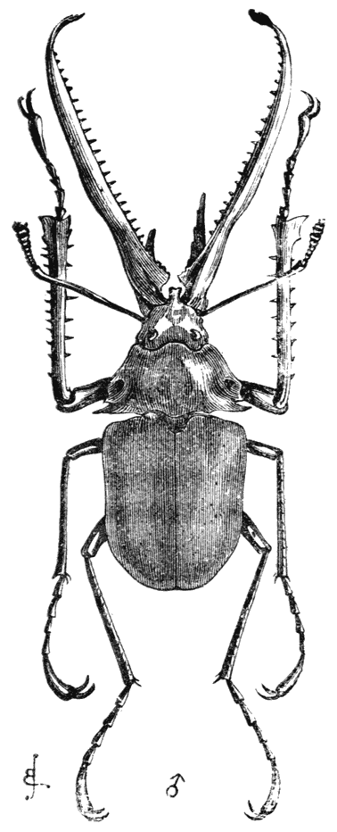 Fig. 52. Mannetje van Chiasognathus Grantii (verkleind).