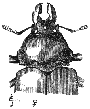 Fig. 53. Wijfje van Chiasognathus Grantii (verkleind).