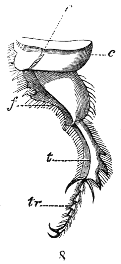 Fig. 56. Achterpoot van Geotrupus stercorarius (naar Landois); r rasp; c heup (coxa); f dij (femur); t scheen (tibia); tr voet (tarsus).