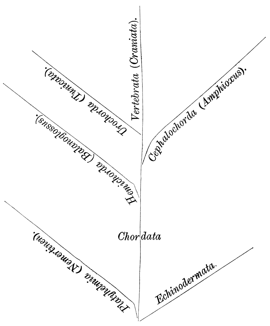 Vertebrata (Craniata). Urochorda (Tunicata). Cephalochorda (Amphioxus). Hemichorda (Balanoglossus). Chordata Platyhelmia (Nemertinen). Echinodermata.