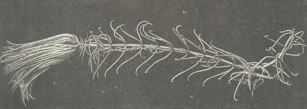 Pentacrinus asteria, Linnæus