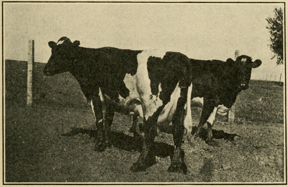 The strong, lean, well-developed dairy cows that have
never been weakened by starvation or cold.