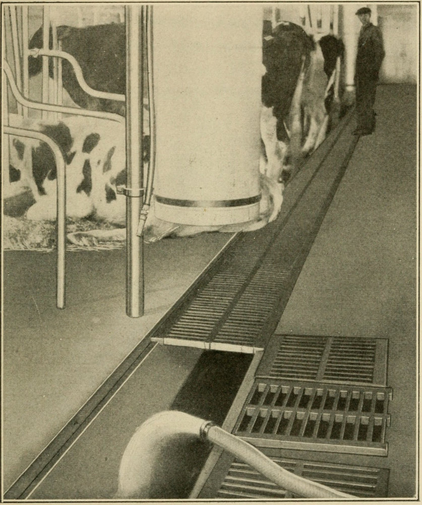 Showing the gutter behind the cows with some of the
grates removed