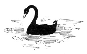 [Decoration: Black Swan]