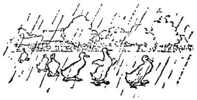 [Ducks in the rain]