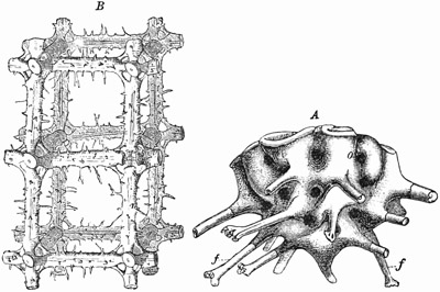 Grundzüge Der Paläontologie Project Gutenberg