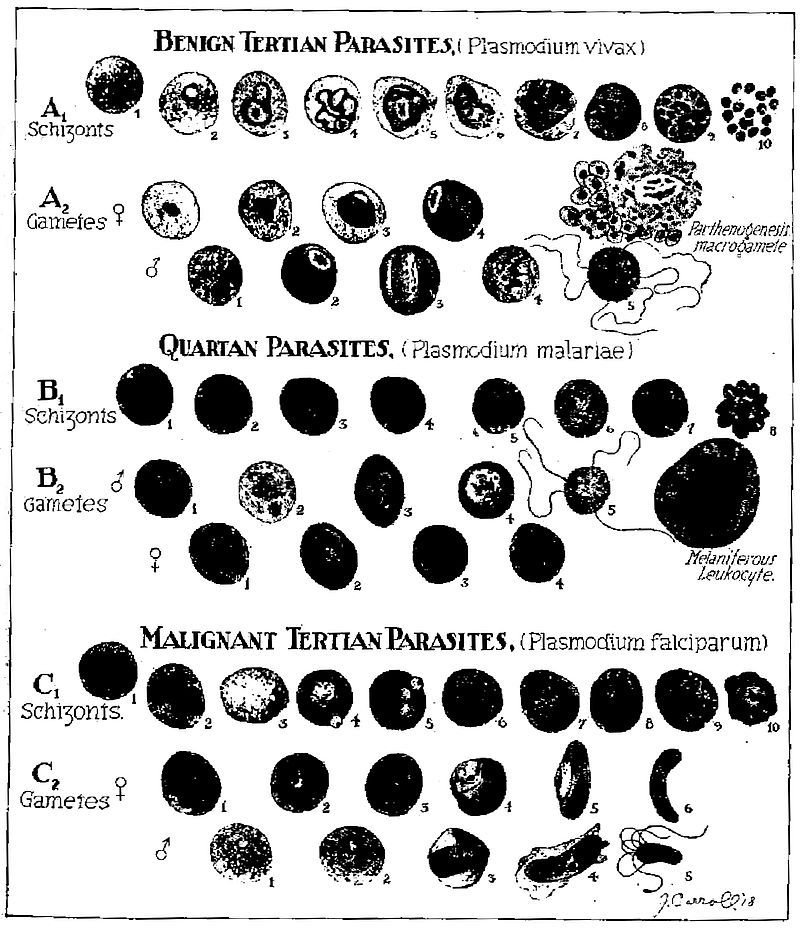 Line drawings of tertian and quartan parasites.