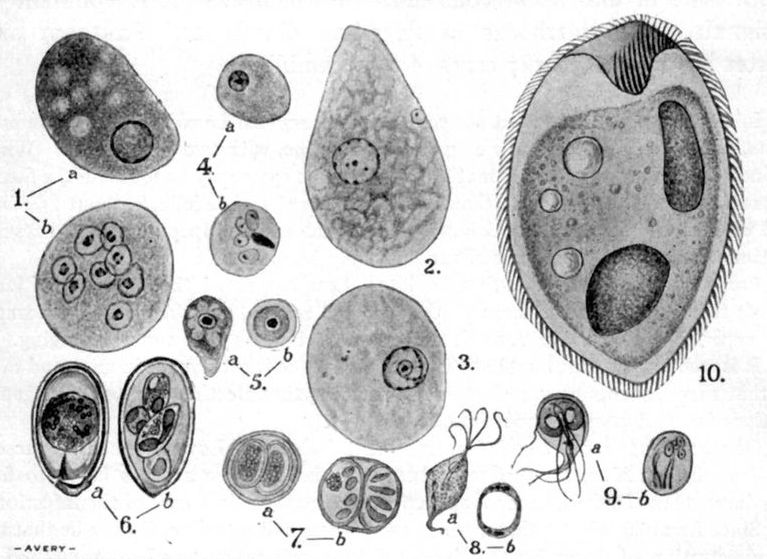 Line drawings of various protozoa.